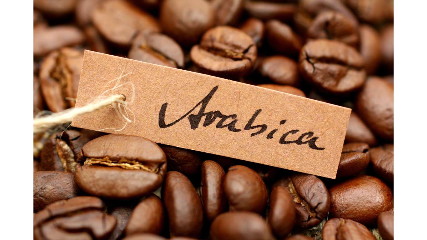 arabica coffee